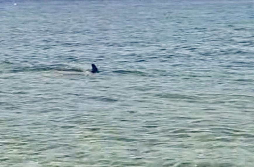 Καβάλα: Δελφίνι κάνει βόλτες στη Νέα Πέραμο – Δείτε βίντεο