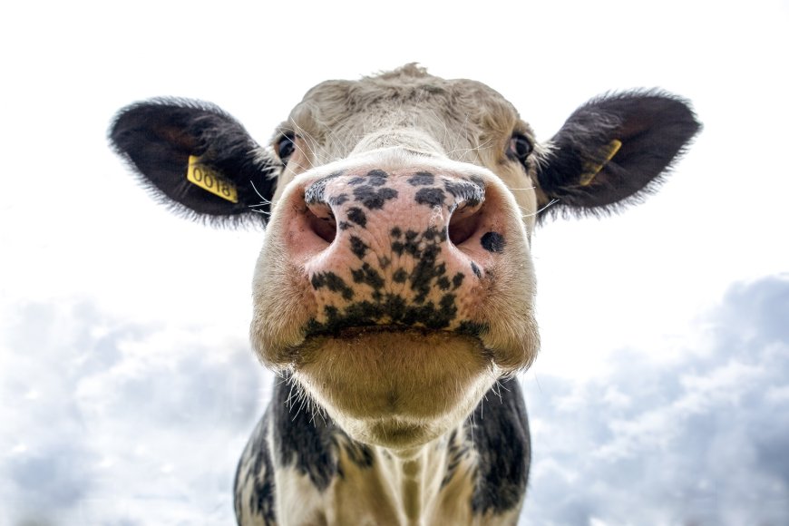 Αυτή η χώρα βάζει φόρο σε αγελάδες και γουρούνια για τις εκπομπές άνθρακα