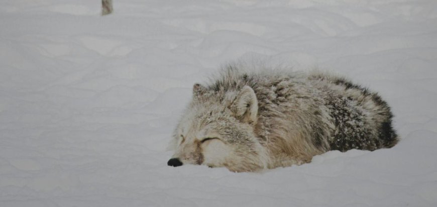 Λύκος – Σιβηρία: Το σώμα του βρέθηκε μετά από 44.000 χρόνια