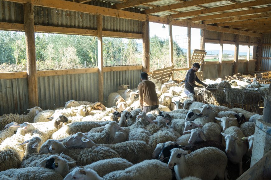 Πανώλη μικρών μηρυκαστικών: Περαιτέρω ελαφρύνσεις στα μέτρα για μετακινήσεις ζώντων ζώων