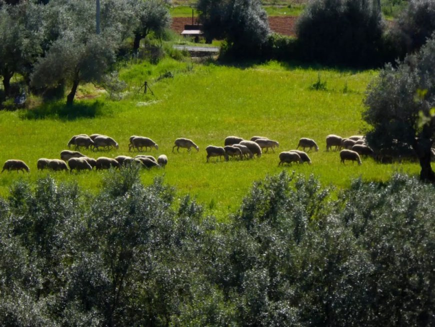 Ευλογιά στα αιγοπρόβατα: Ενδεχόμενη παράταση της καραντίνας