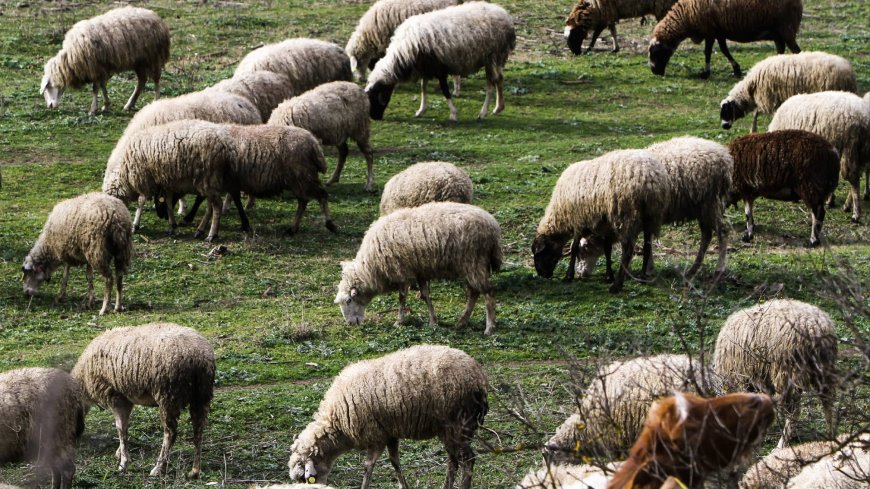 Χωρίς αποζημιώσεις οι κτηνοτρόφοι της Ροδόπης για την ευλογιά