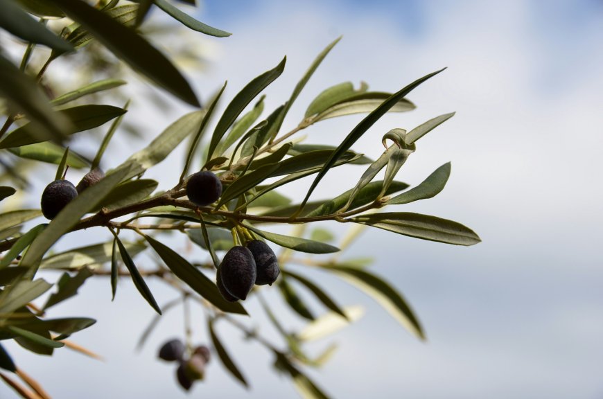 Εξιχνιάστηκαν κλοπές ελαιόλαδου σε νότια Κέρκυρα και Ναυπακτία