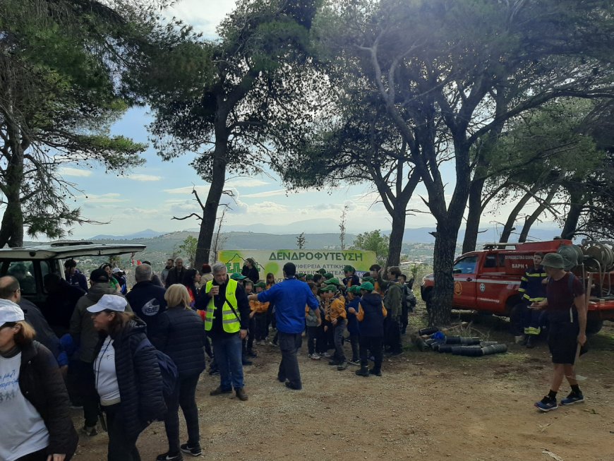 Προστασία και Ανάπλαση του Πεντελικού: Με επιτυχία ολοκληρώθηκε η 1η αναδάσωση του έτους