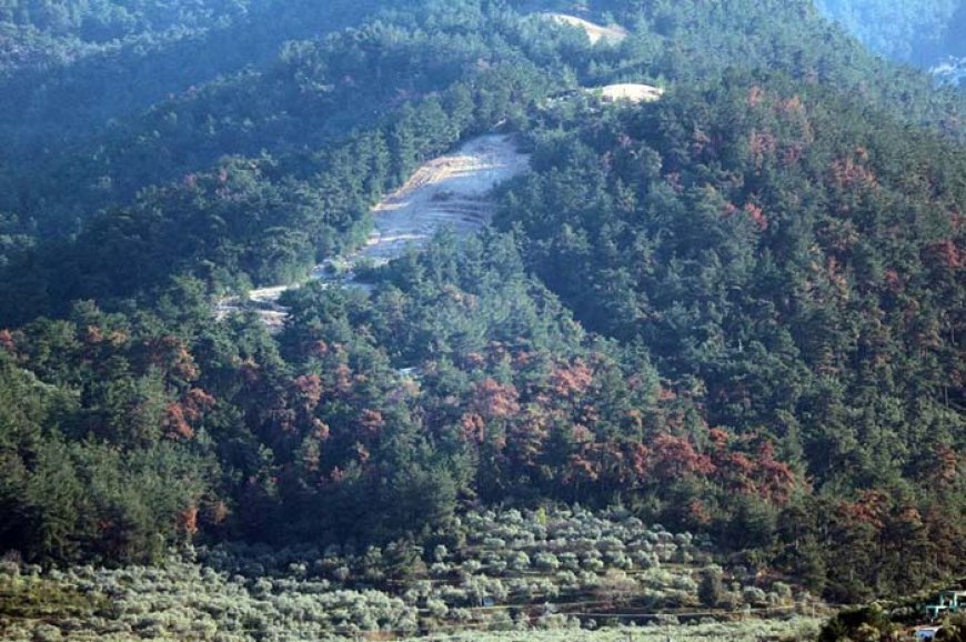 Σχέδιο Αντιπυρικής Προστασίας των δασών της Θάσου