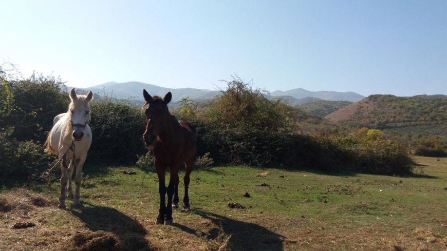 Αδέσποτα άλογα στην παλαιά  Εθνική Οδό Καβάλας – Καρβάλης