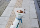 Εκτός κινδύνου ο σκύλος που κακοποιήθηκε βάναυσα στην Ηλεία