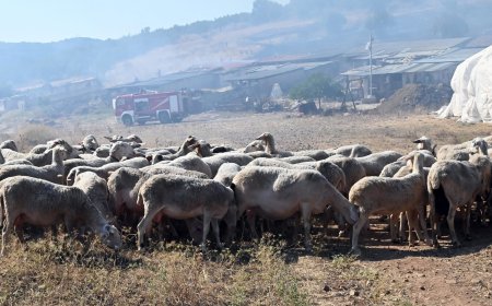 Xωρίς καμία κτηνοτροφική μονάδα λόγω ευλογιάς ο δήμος Τοπείρου στην Ξάνθη