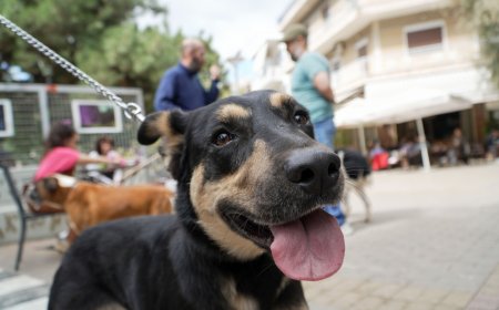 Παγκόσμια Ημέρα Ζώων: Ο Δήμος Χαλανδρίου επικροτεί τη μάχη κατά της εγκατάλειψης