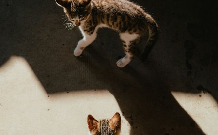 Ένα συγκινητικό βίντεο από μαθητές για την Παγκόσμια Ημέρα Ζώων