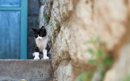 Το… Γατονήσι: Εκεί που οι γάτες είναι περισσότερες από τους ανθρώπους