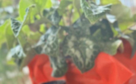 Κρεμμυδοτηγανίτες ,τραγανές ρόδινες εξωτερικά μαλακές κ αρωματικές εσωτερικά!!!