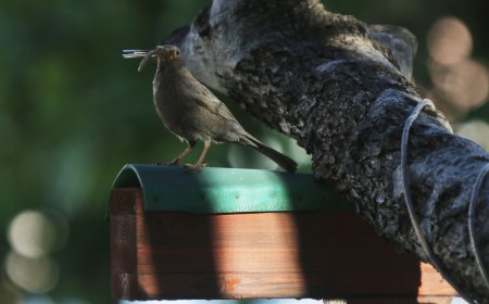 Η γηραιότερη ελιά της Πελοποννήσου εντάχθηκε στο Δίκτυο Αιωνόβιων Δέντρων