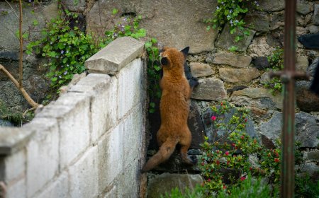 Αλεπού στην Πετρούπολη επιχείρησε να αρπάξει τσάντα γυναίκας – Η «μάχη» για ένα κρουασάν