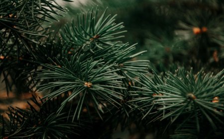 Τα Τρίκαλα «ντύνονται» Πίτερ Παν: Εντατικές εργασίες στολισμού και φωτισμού για τον 14ο Μύλο