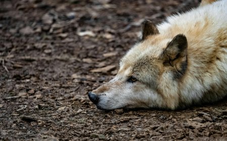 Λύκοι στην Ιπποκράτειο Πολιτεία: Δείτε βίντεο