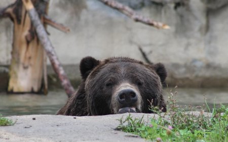 Αρκούδα μέσα σε σπίτια στην Ξάνθη