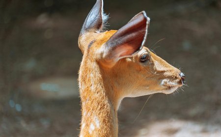 Ελάφι Ιπποκράτειος Πολιτεία: Η στιγμή που πέφτει στη λίμνη Mπελέτσι για να γλιτώσει από αγέλη λύκων