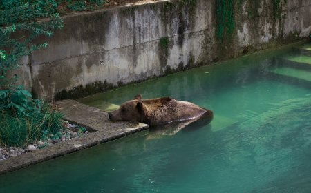 Αρκούδα κολυμπά στη λίμνη Πολυφύτου – Απρόσμενη συνάντηση με ψαρά