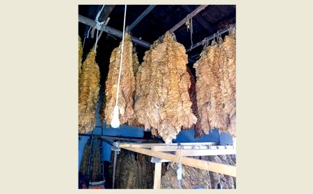 Ξάνθη: Κατασχέθηκαν 462,5 λαθραία κιλά καπνού και φύλλων καπνού