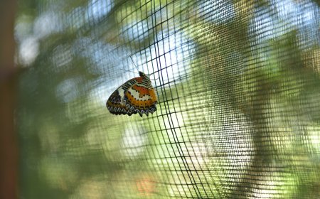 Οι πεταλούδες των Ιωαννίνων «ανταγωνίζονται» τη Βρετανία