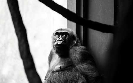 Θύελλα αντιδράσεων για τους γορίλες στον εγκαταλελειμμένο ζωολογικό κήπο του Μπρίστολ