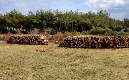 Ροδόπη: Εργασίες απομάκρυνσης καμένων δέντρων από την παραλία Ιμέρου