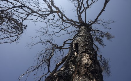 Κατάρρευση δέντρου στην Τούμπα