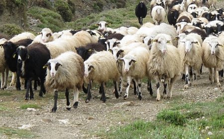 Εξάπλωση καταρροϊκού πυρετού στην Αν. Μακεδονία & Θράκη – 155.220 οι θανατώσεις λόγω ευλογιάς