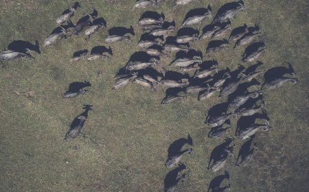 Τα βουβάλια που «σώζουν» τη Χειμαδίτιδα