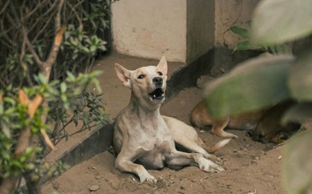 Αγέλη σκύλων σπέρνει τον τρόμο σε δήμους της Θεσσαλονίκης