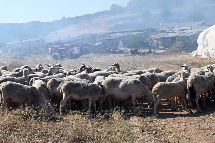 Xωρίς καμία κτηνοτροφική μονάδα λόγω ευλογιάς ο δήμος Τοπείρου στην Ξάνθη
