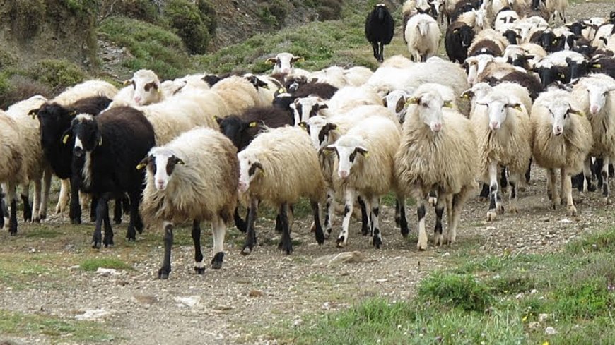 Εξάπλωση καταρροϊκού πυρετού στην Αν. Μακεδονία & Θράκη – 155.220 οι θανατώσεις λόγω ευλογιάς