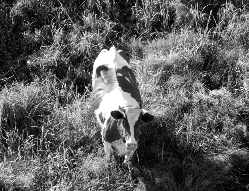 Σπαρακτικό βιντεο: Μητέρα αγελάδα καταδιώκει φορτηγό με τα μοσχαράκια της