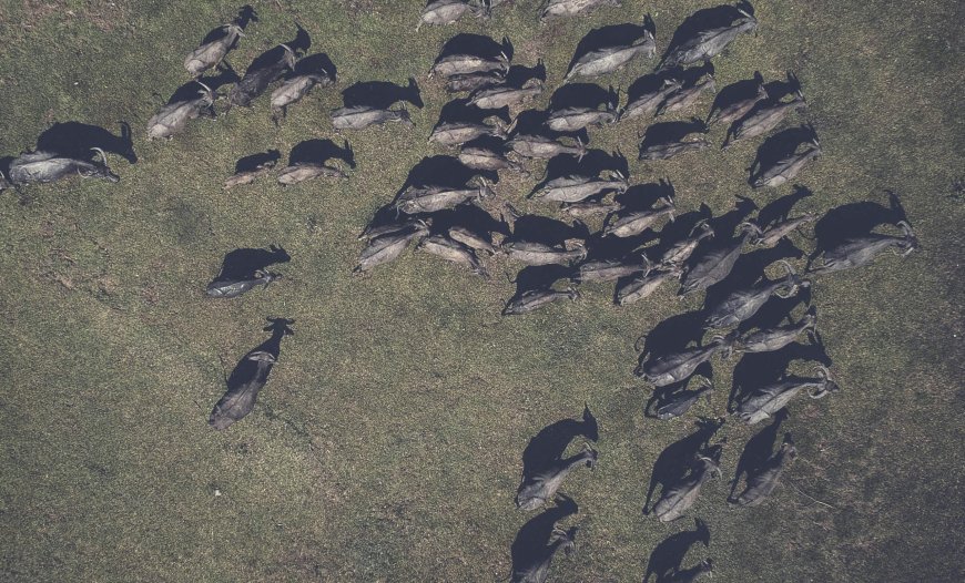 Τα βουβάλια που «σώζουν» τη Χειμαδίτιδα