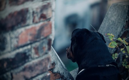 Ροτβάιλερ Καλαμάτα: Πώς έγινε η άγρια επίθεση στον 76χρονο