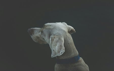 Αγέλη σκύλων επιτίθεται σε περαστικούς στη Θεσσαλονίκη