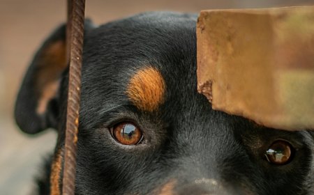 Ροτβάιλερ Καλαμάτα: «Ο σκύλος ήταν μέλος της οικογένειας» λέει ο γιος του 76χρονου