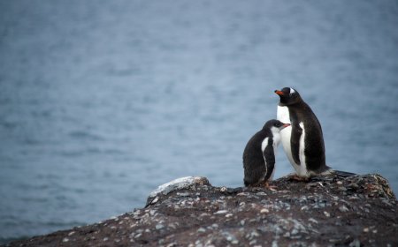 Πιγκουίνοι και αγάπη: Τελικά είναι μονογαμικοί ή όχι;