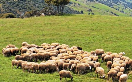 Ευλογιά αιγοπροβάτων: Ξεκίνησαν οι συλλήψεις   για παραβίαση των μέτρων βιοασφάλειας – Πάνω από 400.000 θανατώσεις