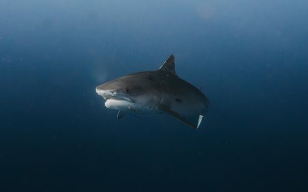 Καρχαρίας Κάρπαθος: Viral βίντεο ψαράδων