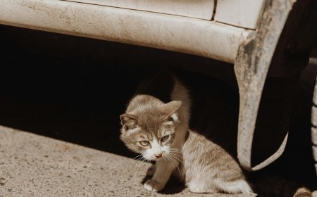 70χρονη Γλυφάδα: Πέθανε η γυναίκα μετά την επίθεση με πέτρα που δέχθηκε από 38χρονο