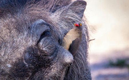 Αγριογούρουνα στα βόρεια προάστια: Ένα φαινόμενο που ζητά άμεση διαχείριση