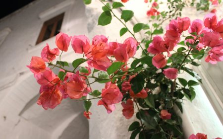 Άγιος Νεκτάριος Αίγινα: Χιλιάδες επισκέπτες σήμερα στο νησί