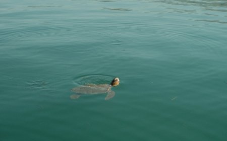 Κρήτη: Η Ναυσικά πήρε… εξιτήριο έπειτα από 3 χρόνια