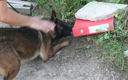 Κοινούς ελέγχους θα ξεκινήσουν ο δήμος Κομοτηνής και η τοπική αστυνομία για την ευζωία των ζώων συντροφιάς