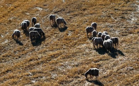 Κρούσμα καταρροϊκού πυρετού: Βρέθηκε σε μονάδα αιγοπροβάτων στη Μεσσηνία