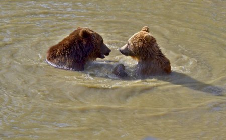 Αρκούδες κατέλυσαν χωριό στο Κόσοβο: Ανησυχία για τους μαθητές