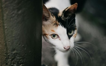 Κτηνιατρική υποδομή για αδέσποτα στη Νέα Φιλαδέλφεια