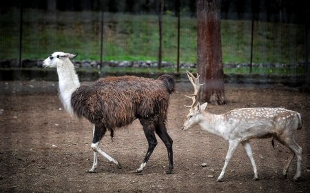 Θεσσαλονίκη: Κλείνει ο Ζωολογικός Κήπος – Κρούσμα βρουκέλλωσης σε κριό